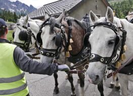 030 - die drei zugpferde